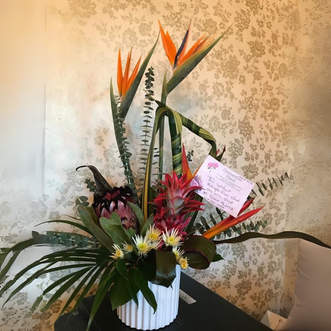 High End cat tropical $165 $185 $205