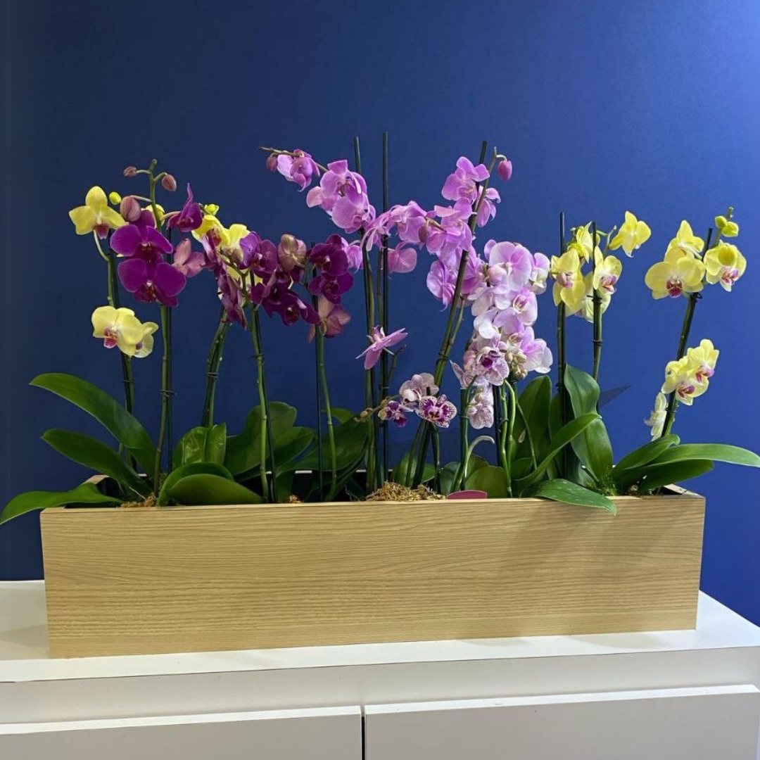 Orchid Carden Cat plant or special event $550_