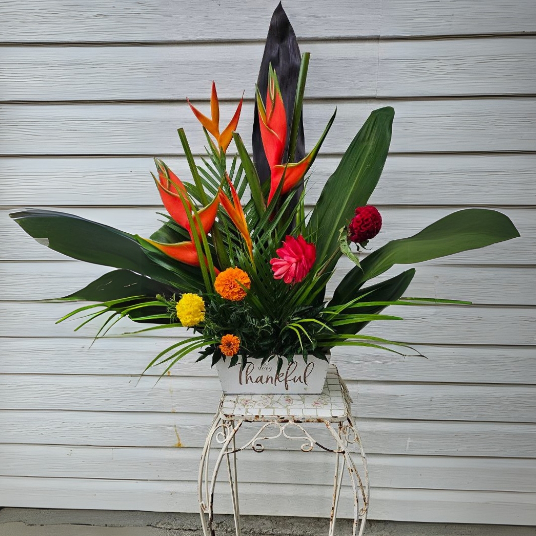 Tropics Cat Thanksgiving fall high end tropical birthday $155 $180 $205