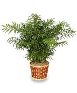 Parlor Palm Plant