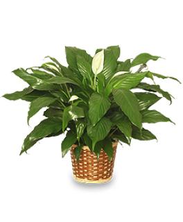 Peace Lily Plant