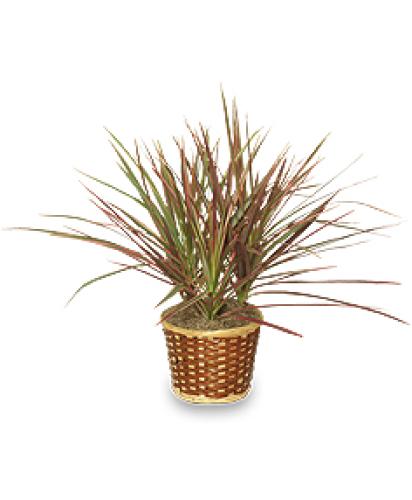 Red Margined Dracaena